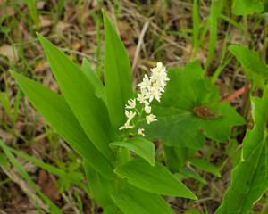Maianthemum stellatum (Starry False Solomon's Seal) Native North American Wildflower