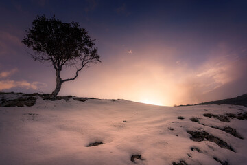 holm oak at the top of Ojo Guareña, Burgos on a cold sunset with snow on the ground and a dramatic...