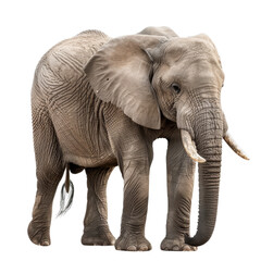 An African elephant is facing forward, standing against a plain Png background, a african elephant isolated on transparent background