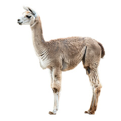 A llama with a fluffy coat standing on a plain Png background, a alpaca isolated on transparent background