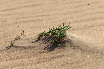 The Judean Desert in the Middle East, located in Israel and the West Bank.