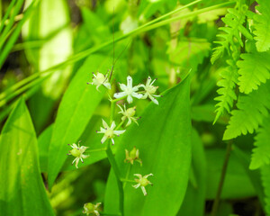 Maianthemum trifolium (Three-leaf False Solomon's-seal) Native North American Wildflower