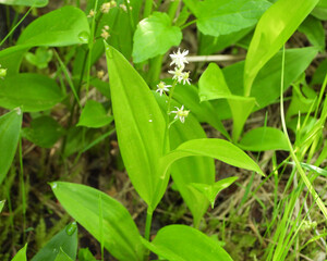 Maianthemum trifolium (Three-leaf False Solomon's-seal) Native North American Wildflower