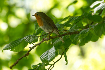 European robin (Erithacus rubecula) sitting on a tree branch in Zurich, Switzerland