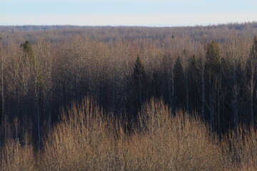 landscapes of the forests of northeastern Europe in early March on a sunny day