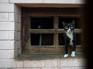 Cats in the basement window. Animals want to eat. Cautious and timid cats. Looking out the window....