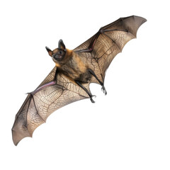 Obraz premium A bat in flight with wings flapping against a Png background, a Bat in flight Wing flap Isolated transparent background
