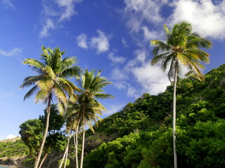 Naklejka premium Giant coconut trees with blue sky, tropical background photo. Caribbean beach of Pompierre in Terre de Haut, Guadeloupe