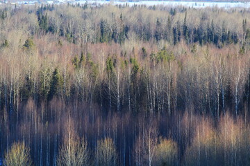 landscapes of the forests of northeastern Europe at the end of March on a sunny day