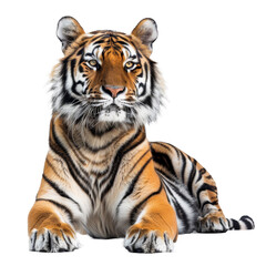 A Bengal tiger is seated in front of a plain white backdrop, a bengal tiger isolated on transparent background