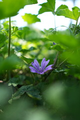 Obraz premium Plante