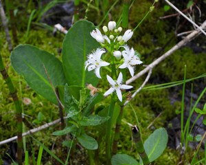 Menyanthes trifoliata Bog Buckbean Native North American Wetland Wildflower