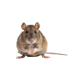 A brown rat is seated in front of a white backdrop, a brown rat isolated on transparent background