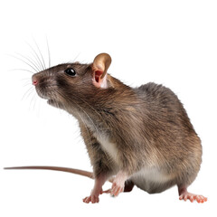 A brown rat is seen standing on a Png background, a brown rat isolated on transparent background