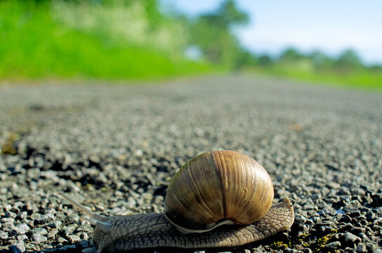 Die Rieselfelder in M&uuml;nster sind ein Paradies f&uuml;r Amphibien, V&ouml;gel und S&auml;ugetiere. im Vogeschutzgebiet lebt nicht nur die Weinbergschnecke, sondern auch Ringelnattern und Blindschleichen.
