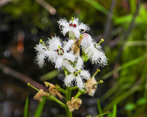 Fototapeta premium Menyanthes trifoliata Bog Buckbean Native North American Wetland Wildflower