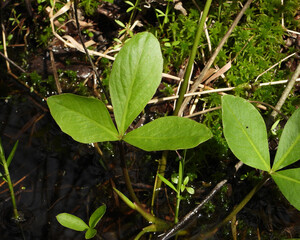 Menyanthes trifoliata Bog Buckbean Native North American Wetland Wildflower