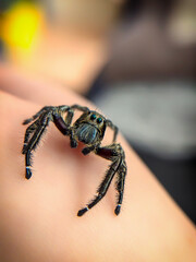 Hyllus diardi male spiders, jump spider. Hyllus diardi jumping spider family Salticidae, animal arachnid group of spiders that constitute the family jumping web spider.