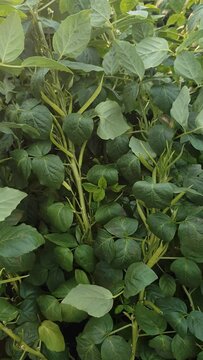 Cluster beans or gawar phali(guar) ,is an annual legume and the source of guar gum, indian vegetable 