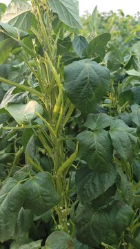 Cluster beansplant in field,cyamopsis tetragonoloba ,tripod shot , windy day