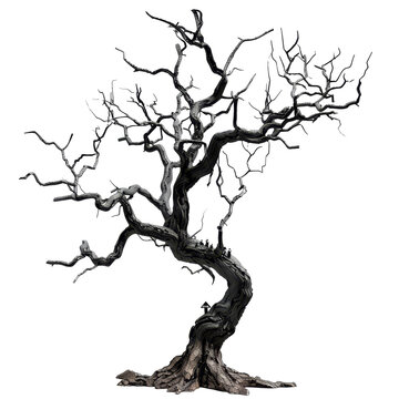 A black tree with no leaves stands stark against a Png background, a Dead tree for Halloween decoration isolated on transparent background