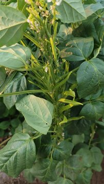 Cluster beans or guar plant in agriculture  field,cyamopsis tetragonoloba , over view shot of vegetable plant