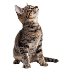 Obraz premium A kitten with curious eyes looking upwards at the sky on a Png background, a Beaver Isolated on a whitePNG Background