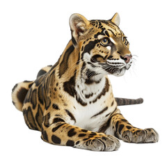 Obraz premium A tiger rests quietly on the ground in front of a plain white backdrop, a clouded leopard isolated on transparent background