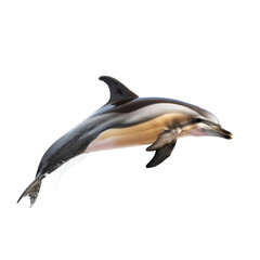 A common dolphin leaps energetically in the air against a Png background, a common dolphin isolated on transparent background