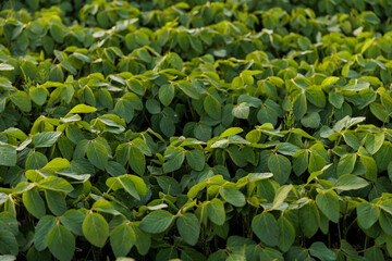 Agriculture. Soybean green plants growing in rows in cultivated field. Organic farming. Agricultural soy vegetable plantation, healthy food. Modern agribusiness. Bio lifestyle farmland