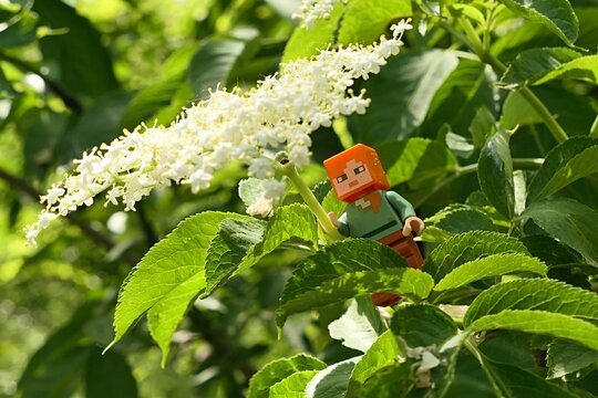 Minecraft figure of main female character Alex adoring large flower cluster of black elder plant, latin name Sambucus Nigra, blossoming during spring season, sunlit by afternoon sunshine. 