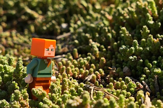 Minecraft figure of female character Alex walking through dense foliage of Goldmoss Stonecrop plants, latin name Sedum Acre, sunlit by spring daylight sunshine. 