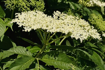 Very dense white flower cluster (called corymb) of Black Elder plant, also called Black Elderberry,...