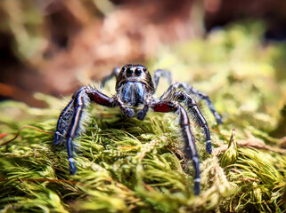 Hyllus diardi jumping spider family Salticidae, jump spider. Hyllus diardi male spiders, animal arachnid group of spiders that constitute the family jumping web spider.