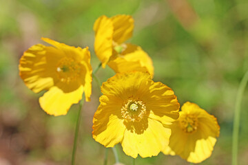 Yellow poppy flower in close up