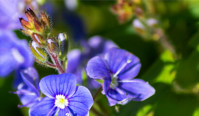 blue chamadris veronica flowers against green foliage background, selected focus