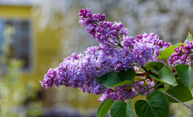 beautiful lilac flower branch on green background, natural spring background, soft selective focus.