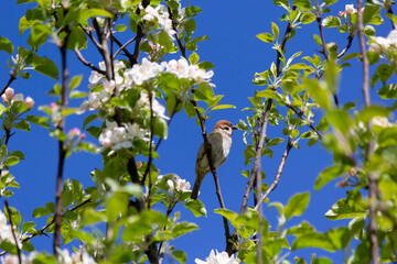 A sparrow on an apple tree branch with flowers in spring