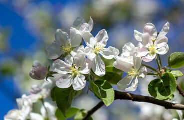 Apple tree blossom in spring, delicate spring apple blossom, beautiful bokeh