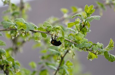 a large dark bumblebee collects nectar from gooseberry flowers close-up