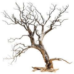 An isolated dead tree without leaves on a plain Png background, a Dead tree for Halloween decoration isolated on transparent background