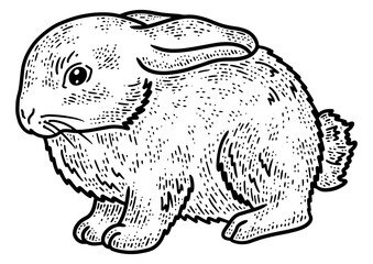 little rabbit sketch engraving PNG illustration. T-shirt apparel print design. Scratch board imitation. Black and white hand drawn image.