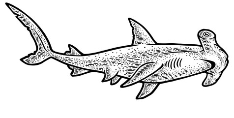 Hammerhead shark sketch engraving PNG illustration. T-shirt apparel print design. Scratch board imitation. Black and white hand drawn image.