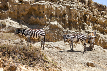 Obraz premium Plains zebras