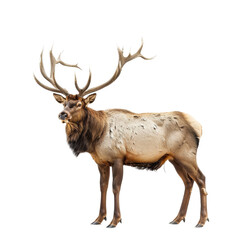 An elk stands prominently on a Png background, showcasing its majestic presence, a Beaver Isolated on a whitePNG Background
