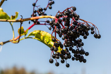 Sambucus nigra is a poisonous plant that can also be used medicinally