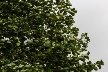 European alder tree in forest. Leaf of Field maple swaying on the wind in nature at summer. Close-up shot of green leaves