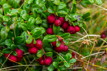 Vaccinium vitis-idaea lingonberry, partridgeberry, or cowberry is a short evergreen shrub in the...