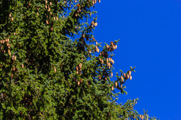 Branches with cones European spruce Picea abies on a background of blue sky