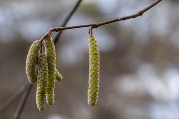 Common hazel Corylus avellana, in the spring blooms in the forest